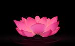 L - Maha Dakini Lotus Flower